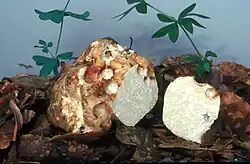 Dužnina bělolanýže obecného s šedým mramorováním