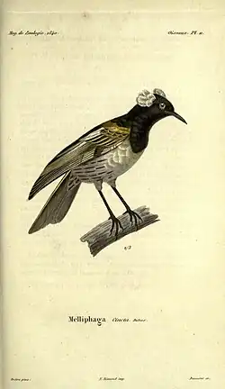 F.-É. Guérin-Méneville, 19. století