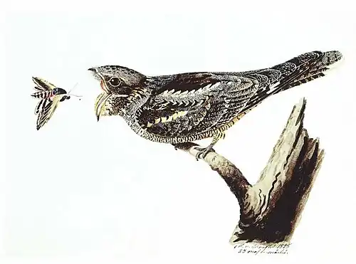 Magnus von Wright, 1828