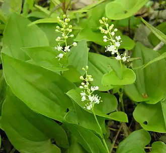 alternativní popis obrázku chybí