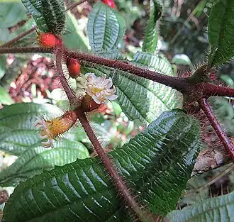 alternativní popis obrázku chybí