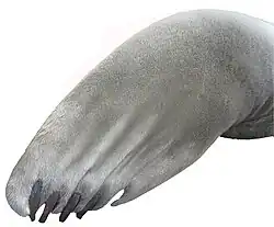 Šedě ochlupená ploutev s patrnými drápy na konci prstů