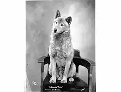 Bob, aljašský malamut