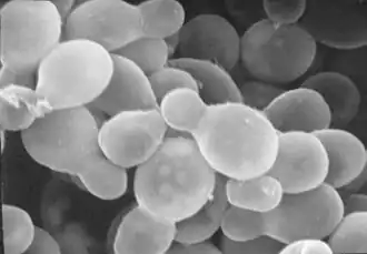 alternativní popis obrázku chybí