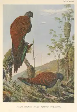 Louis Agassiz Fuertes, 1922