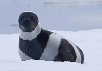 alternativní popis obrázku chybí