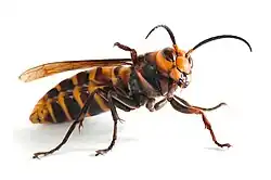 Samec sršně mandarínské z boku