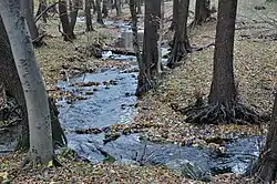 Malina blízko Drevárne (Kuchyňa)