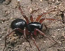 Mallinella fulvipes (samice)