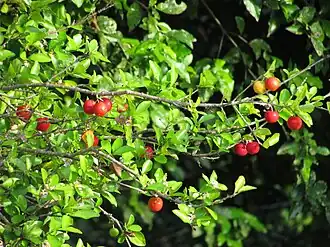 alternativní popis obrázku chybí