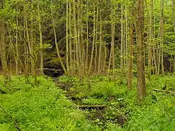 Mokřady horní Liběchovky