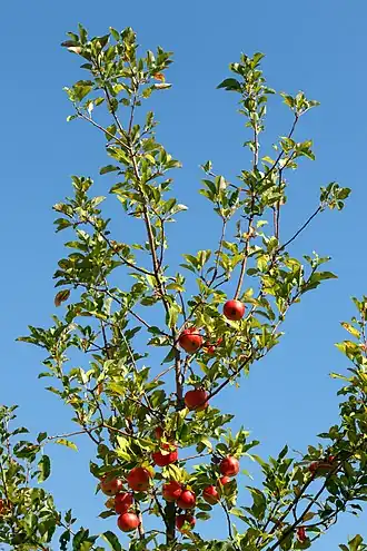 alternativní popis obrázku chybí