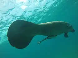 Kapustňák a jeho pádlovitá ploutev