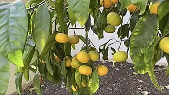 alternativní popis obrázku chybí