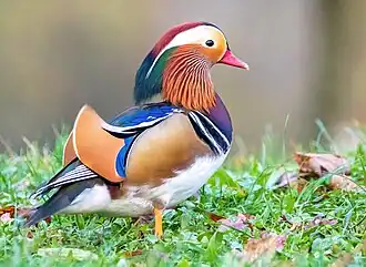 alternativní popis obrázku chybí