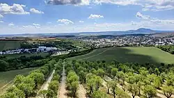 Mandloňový sad v létě 2022