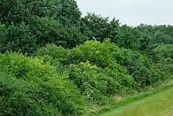 hustý plášť křovin na kraji lesa