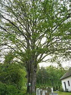 Manušice, 300 let starý památný buk