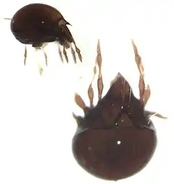 alternativní popis obrázku chybí