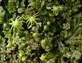 Porostnice mnohotvárná (Marchantia polymorpha) s útvary antheridií a archegonií