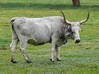 kráva maremmanského skotu