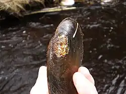 perlorodka říční