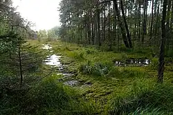 Jižní pramenné rameno Mariánského rybníka