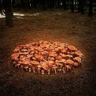 Marie Jirásková, Cyklus Kruhy, muchomůrky, 2006