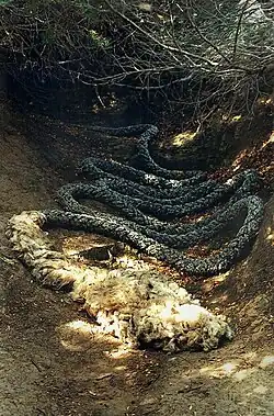 Marie Jirásková, Spící had, instalace, lodní lano, surová ovčí vlna, ostrvov Rab 1997