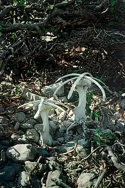 Marie Jirásková, Samidva, instalace, Ostrov Krk 1996