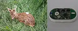 Kolouch s GPS–UHF transpondérem (Německo)