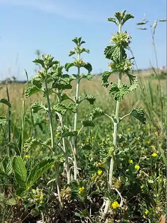 alternativní popis obrázku chybí