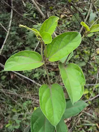 alternativní popis obrázku chybí