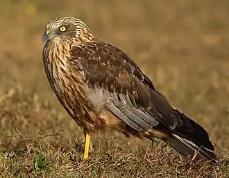 alternativní popis obrázku chybí