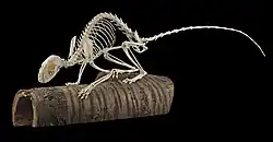 Skelet kuny skalní je naaranžován na dřevě a je jakoby připraven ke skoku.