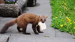 Kuna lesní (Martes martes)