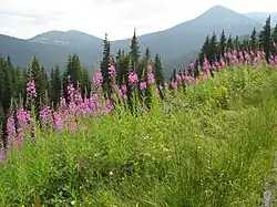 louka Maryševské poloniny