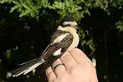 Samice na ruce člověka