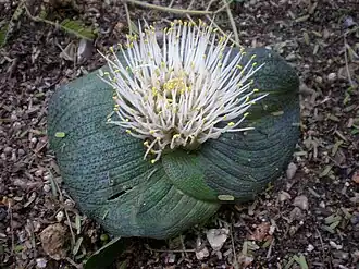 alternativní popis obrázku chybí