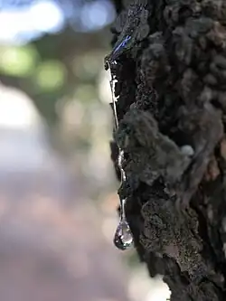 pryskyřice masticha