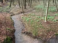 Materník v místě opuštění Maternického lesa, před soutokem se Zbečnickým potokem