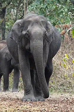 Female Indian elephant