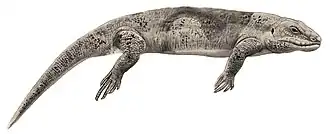 mauricijský scink druhu Leiolopisma mauritiana