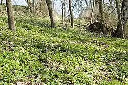 jarní aspekt v PP Meandry struhy