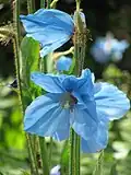 Meconopsis, kultivar 'Slieve Donard'
