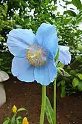 Mákovník bukvicolistý (Meconopsis betonicifolia)