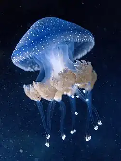 Kořenoústka pacifická (Phyllorhiza punctata) patřící mezi medúzovce (Scyphozoa)