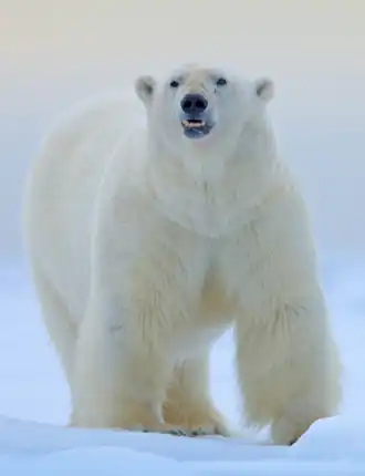 alternativní popis obrázku chybí