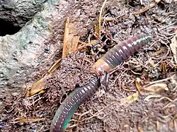 Obří novozélandská žížala z čeledi Megascolecidae