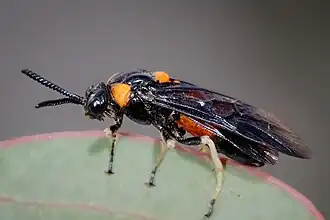 popis obrázku chybí